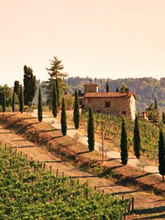 Toskanische Weinlandschaft