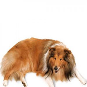 Süßer Collie Hund