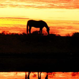 Silhouette eines Pferdes bei Sonnenuntergang