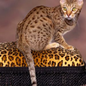 Gepunktete Katze auf Leopardenmuster