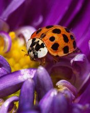 Bunte Marienkäfer auf Blume