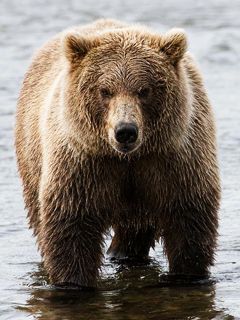Majestätischer Grizzlybär