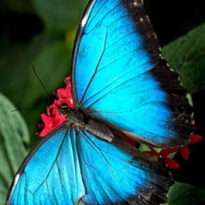 Schönheit des Blauen Schmetterlings