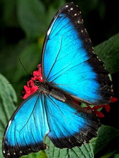 Schönheit des Blauen Schmetterlings