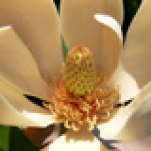 Schöne Magnolienblüte