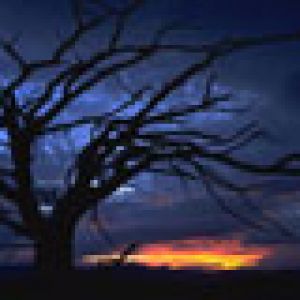 Baum-Silhouette bei Sonnenuntergang