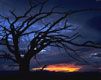 Baum-Silhouette bei Sonnenuntergang
