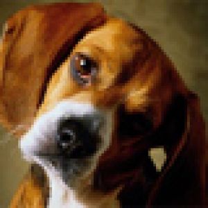 Niedlicher Beagle Hund
