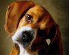 Niedlicher Beagle Hund