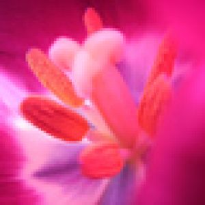 Lebendige Blume Nahaufnahme
