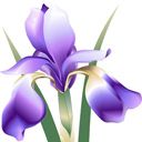 Lila Irisblume