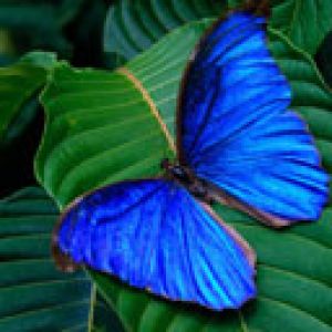 Blauer Schmetterling auf Grüner Blätter