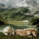 Pferde in einer Ruhigen Landschaft