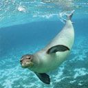 Verspielter Seehund Unter Wasser