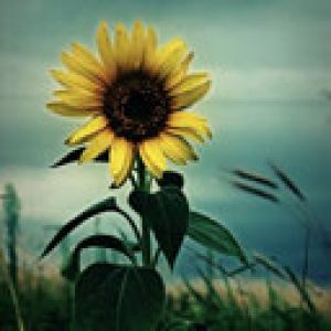 Schöne Sonnenblume in der Natur