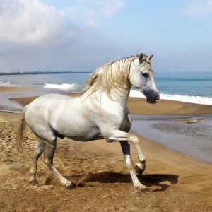 Majestätisches Weißes Pferd am Strand
