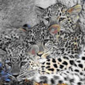 Leopardenbabys Kuscheln