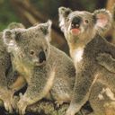 Niedliche Koalas in der Natur