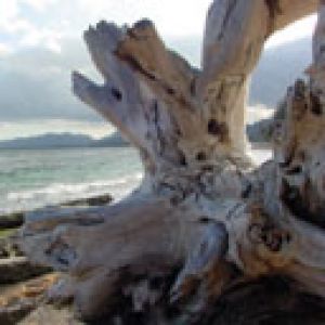 Driftwood am Strand