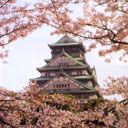 Japanisches Schloss mit Kirschblüten