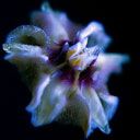 Lebendige Abstrakte Blume