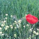 Lebendiger Roter Mohn in Grünem Feld