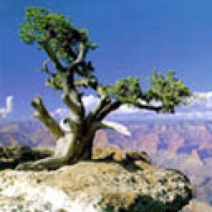 Majestätischer Baum auf der Klippe