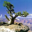 Majestätischer Baum auf der Klippe