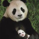 Panda Familienliebe