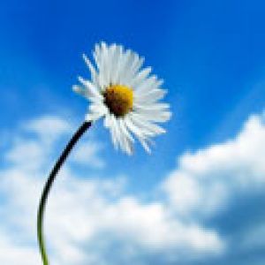 Schöne Gänseblümchenblüte