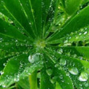 Frische Grüne Blätter mit Wassertropfen
