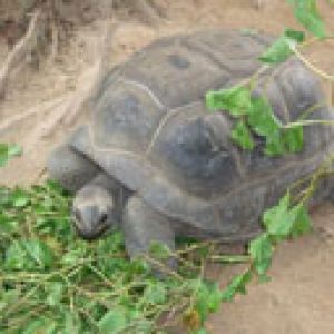 Schildkröte Frisst Gemüse