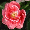 Schöne rosa Tulpenblüte