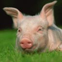 Niedliches Ferkel im Grünen Gras