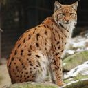 Luchs in der Natur