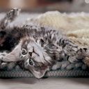 Niedliche Katze Entspannt