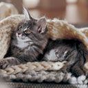 Süße Katze Unter Der Decke