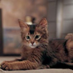 Niedliche Katze