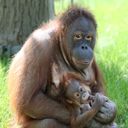 Orang-Utan Mutter und Baby