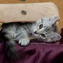 Süße Katze in einer Tasche