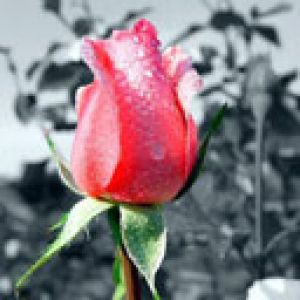 Schöne Rose mit Tau