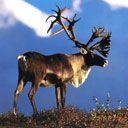 Majestätischer Rentier in der Natur