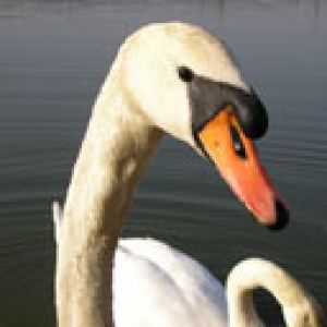 Eleganter Schwan im Wasser