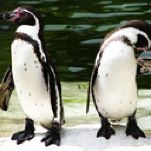 Niedliche Pinguine