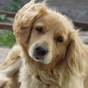Niedlicher Golden Retriever Welpe