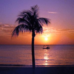 Sonnenuntergang am Strand mit Palme