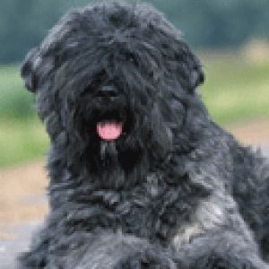 Süßer Schwarzer Hund