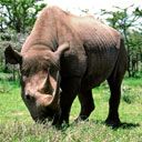 Majestätisches Nashorn in der Natur