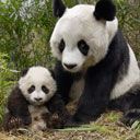 Panda Familie
