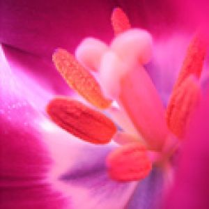 Lebendige Rosa Blume Nahaufnahme